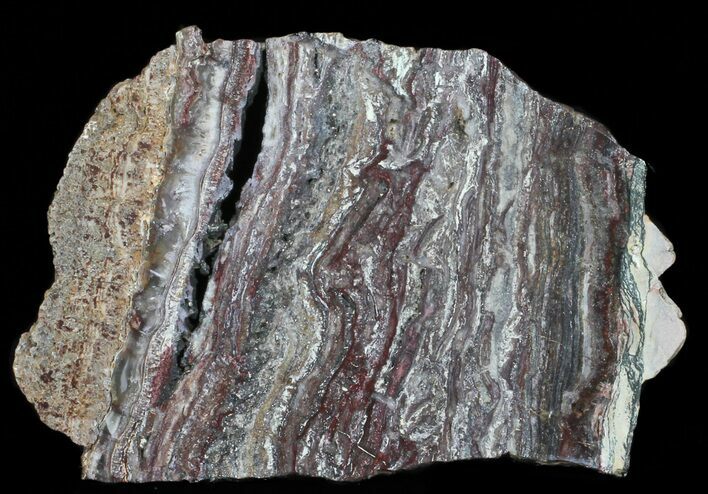 Rare North Pole Dome Stromatolite Slice - Billion Years #50757